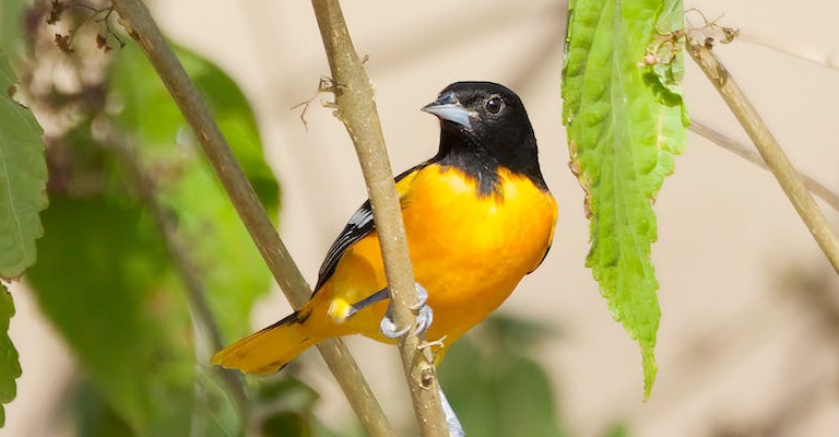 How to Attract Orioles to Your Yard