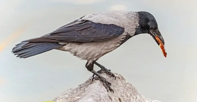 How To Get A Permit To Own A Crow