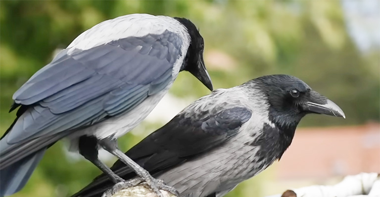 How to Get A Permit to Own A Crow? MBTA Guide & Regulations Explained