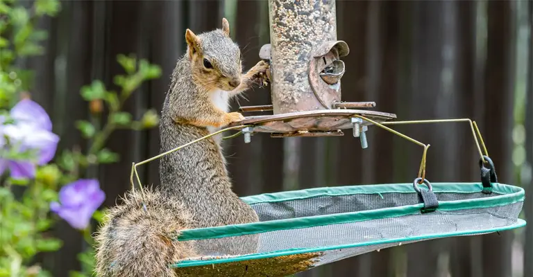 How to Keep Squirrels Off Bird Feeder