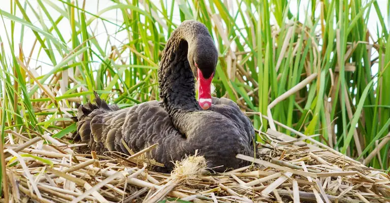 How to Prevent Ducks from Nesting in Risky Areas