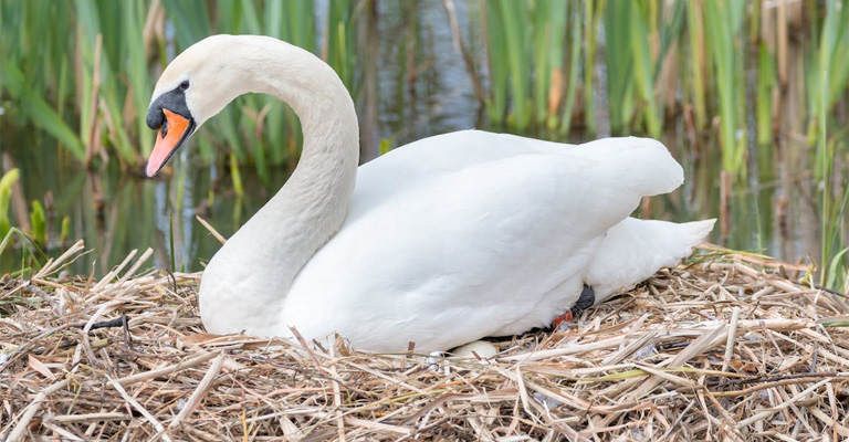 How to Protect a Duck Nest