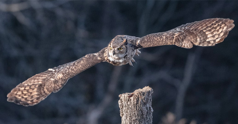 Hunting Strategy and Hearing Abilities