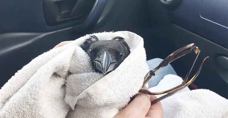 I Am Not a Rehabilitator and I Came By an Injured Crow, What Should I Do