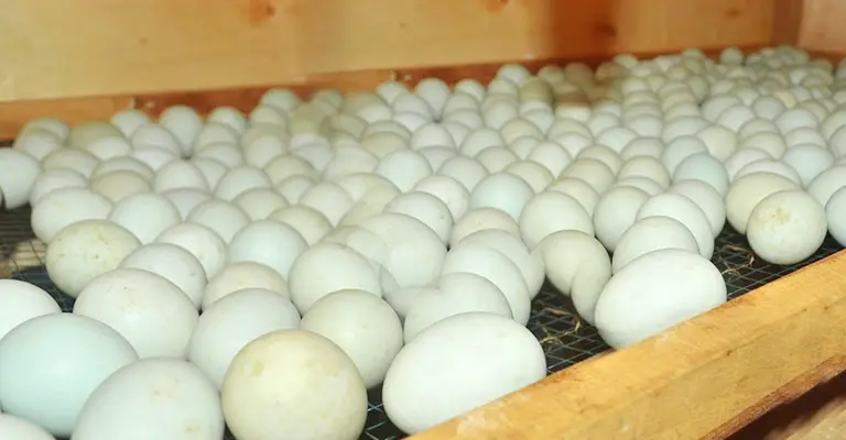 Incubation Period And Hatching