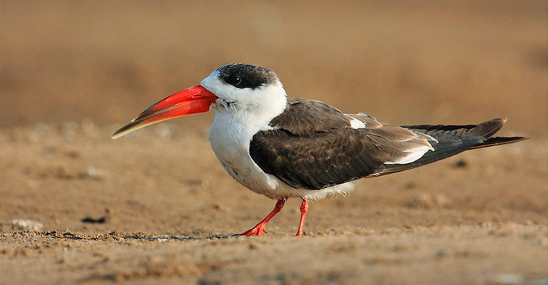 Indian Skimmer