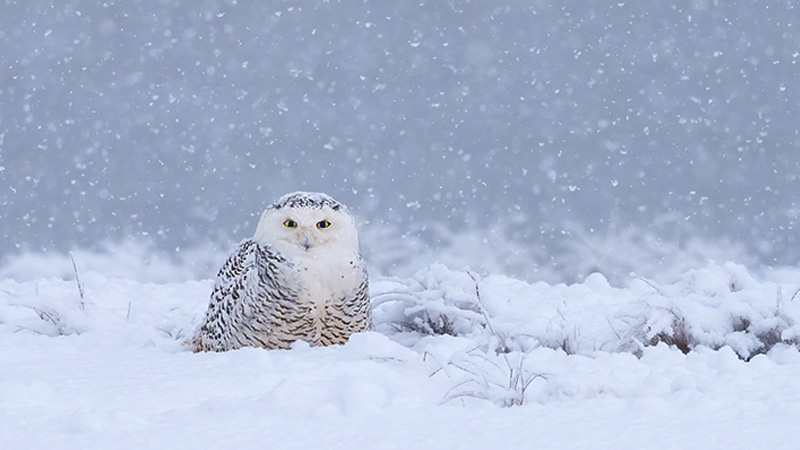 Is the Snowy Owl Endangered