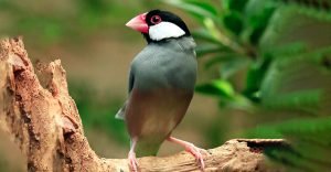 37 Java Birds You Should Know - The Worlds Rarest Birds