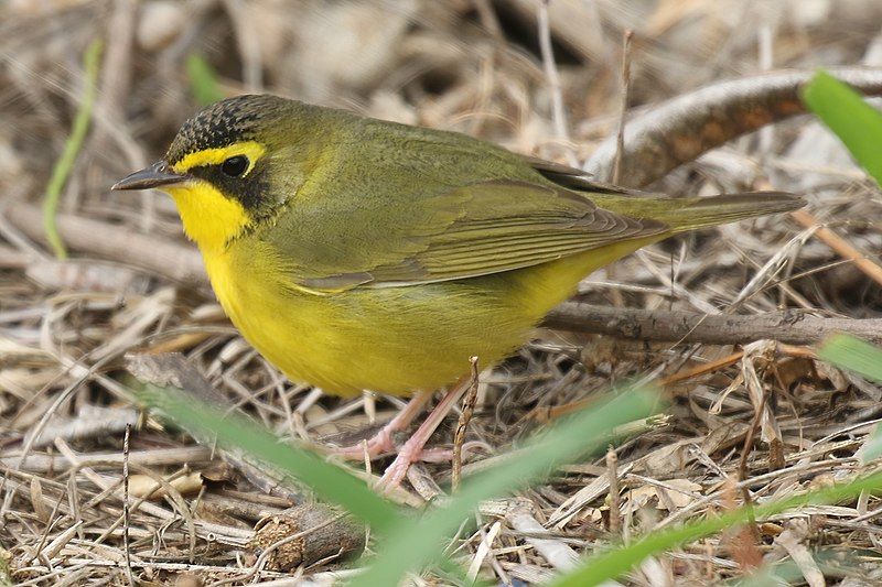 Kentucky warbler