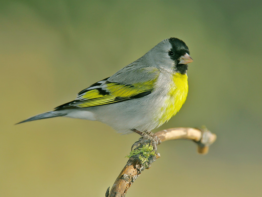 Lawrence's Goldfinch