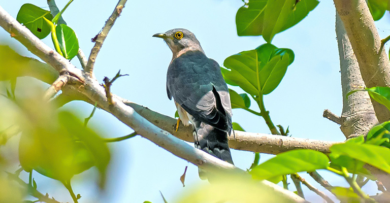 Lesser Cuckoo