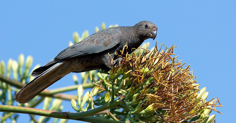 Lesser Vasa Parrot