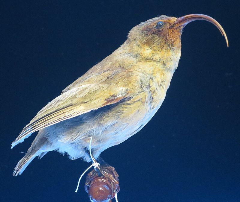 Lesser ʻakialoa