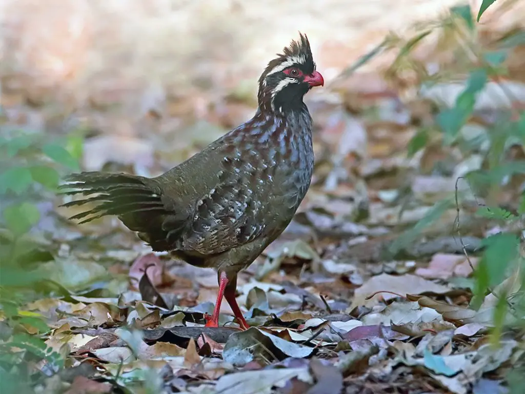 Long-Tailed Wood Partridge