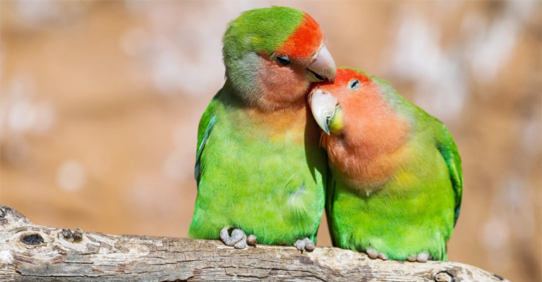 Lovebirds Need To Be In Pairs- What Is The Reasons