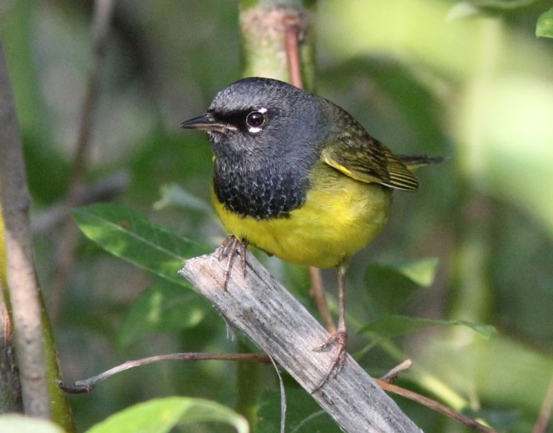 MacGillivray's_warbler__20
