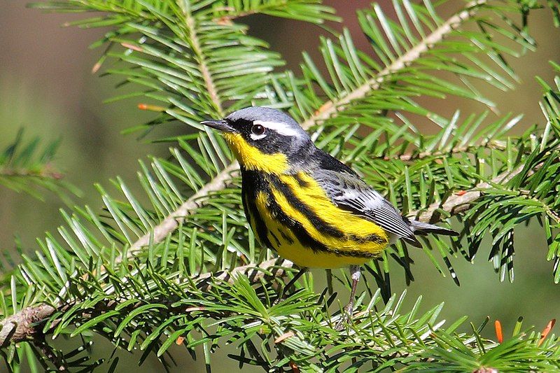 Magnolia warbler