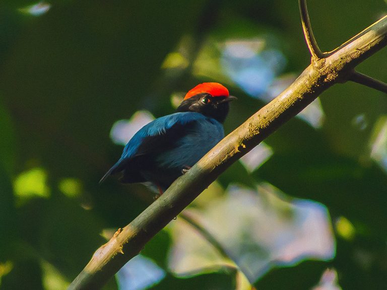51 Beautiful Brazilian Birds - The Worlds Rarest Birds