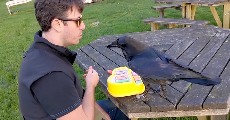 Mastering How To Train A Crow