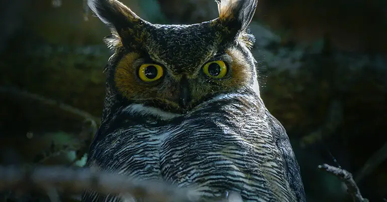 Mauritius Scops Owl