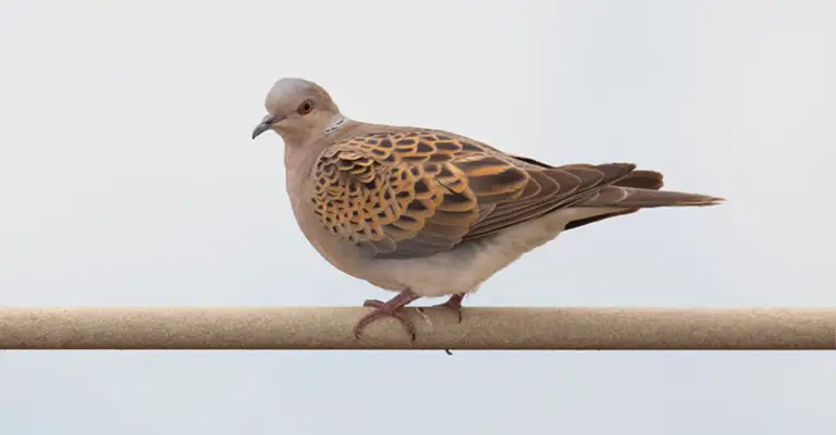 Mourning Doves: A Soft Coos and Gentle Whoos