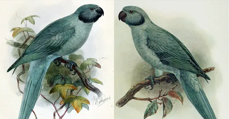 Newton's Parakeet