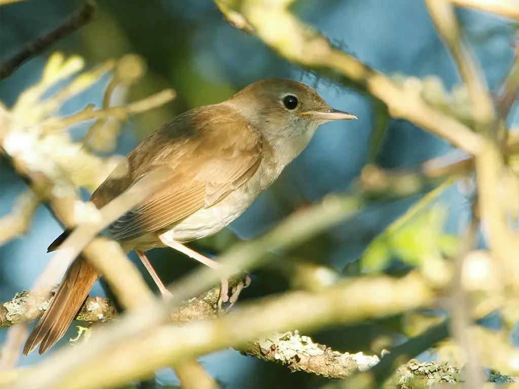 Nightingale Reed Warbler