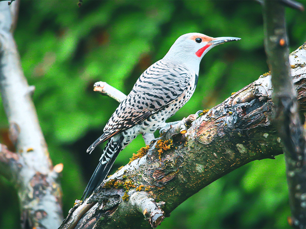 Discovering 24 Red Bird Species in Connecticut - The Worlds Rarest Birds