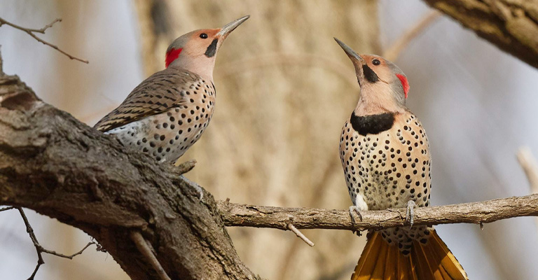 Do Woodpecker Migrate
