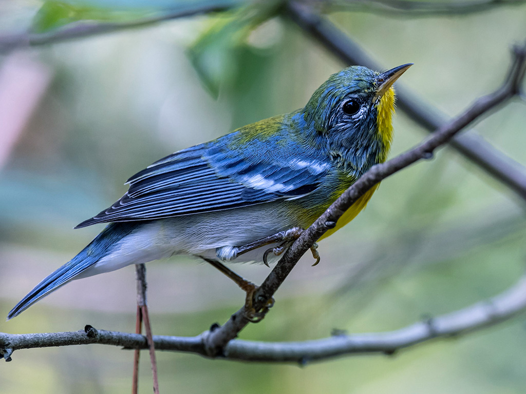 Northern Parula