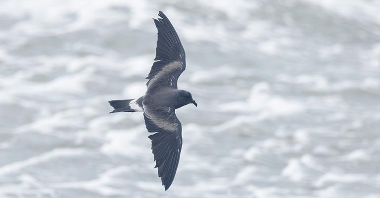 Northern Storm Petrels