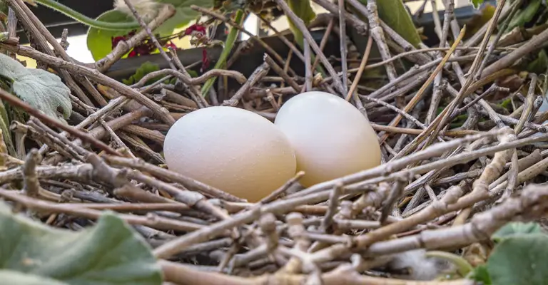 Nutritional Values Of Pigeon Eggs