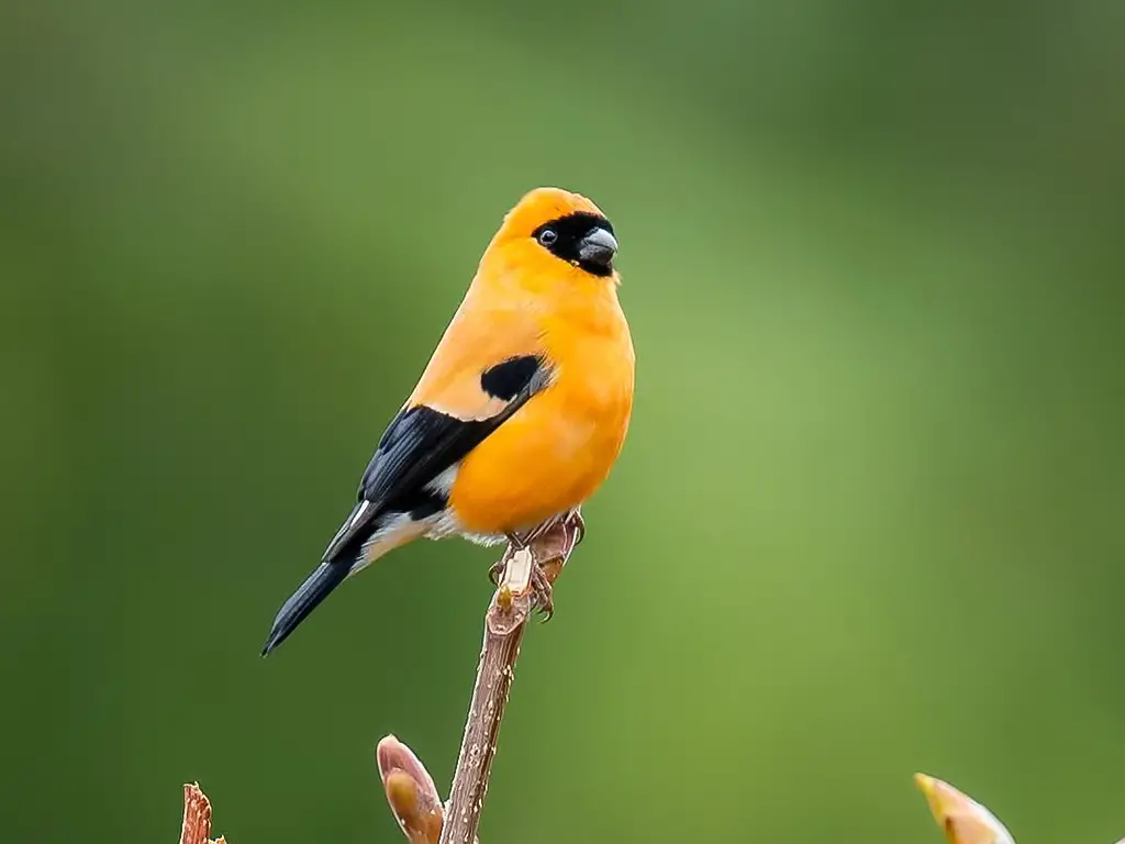 Orange Bullfinch