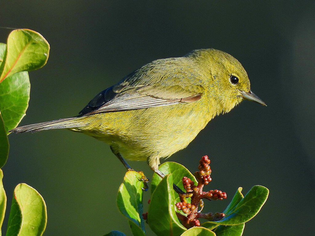 Orange-Crowned Warbler