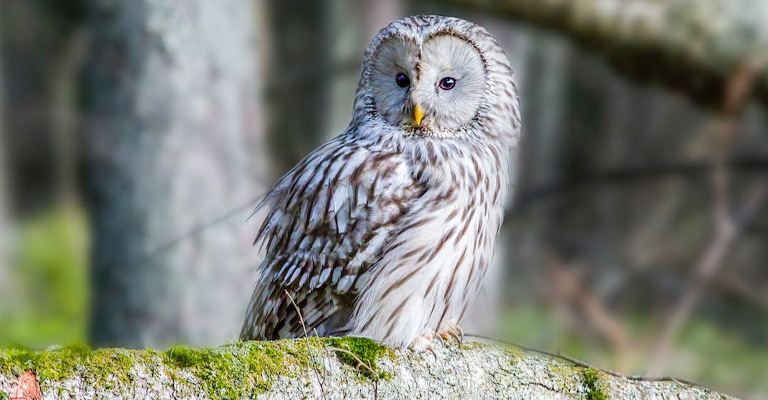 Owl Species & How Long They Live