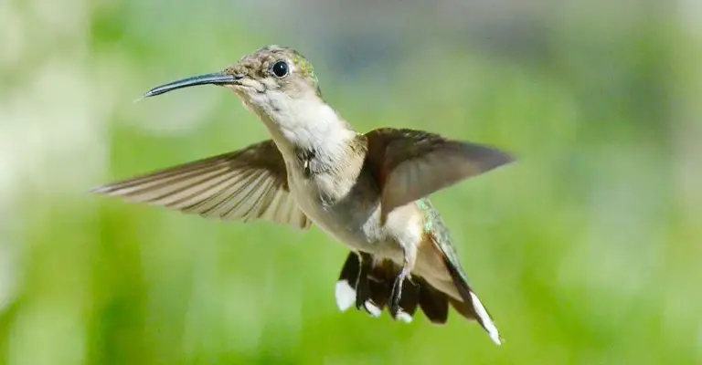 Why Do Hummingbirds Fly Backwards