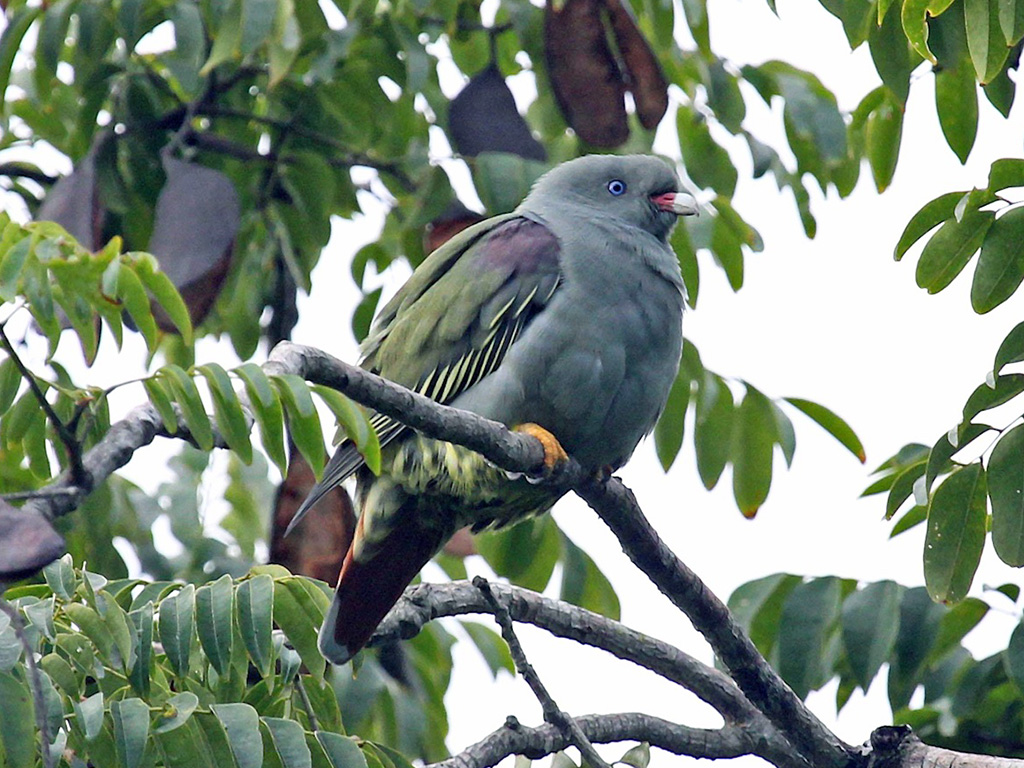 Pemba Green Pigeon