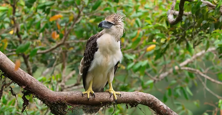 Philippine Eagle