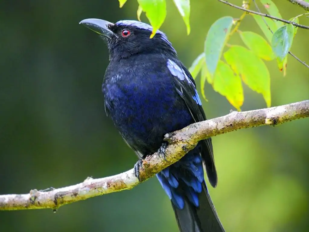 Philippine Fairy-Bluebird