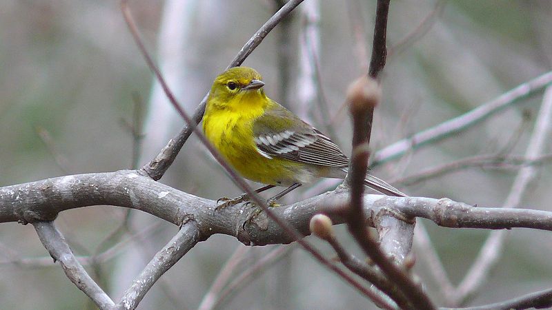 Pine warbler