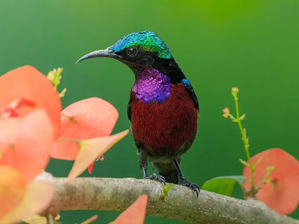 Purple-Throated Sunbird