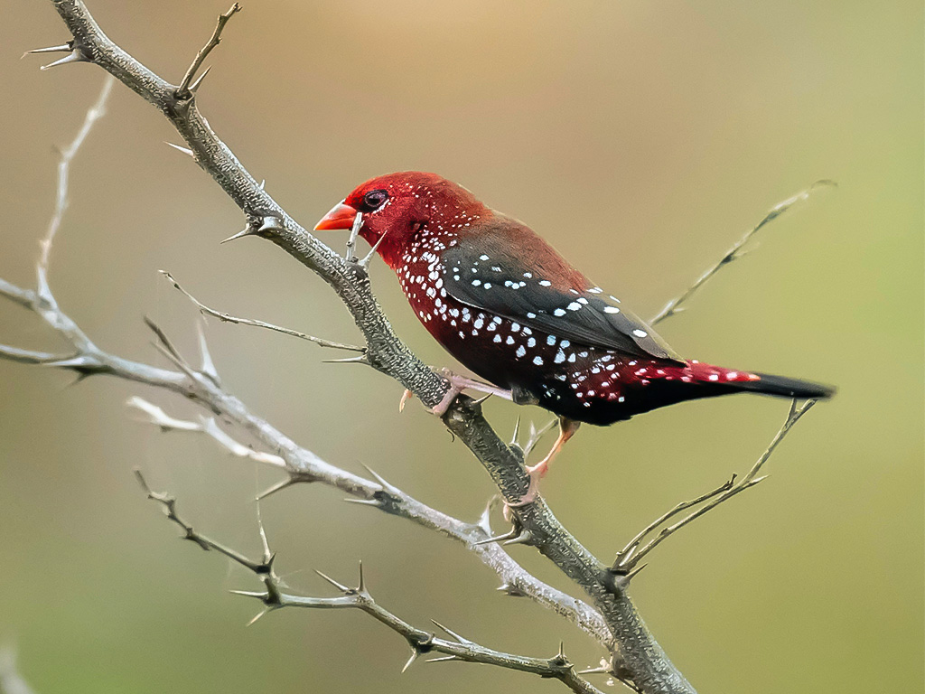 Red Avadavat