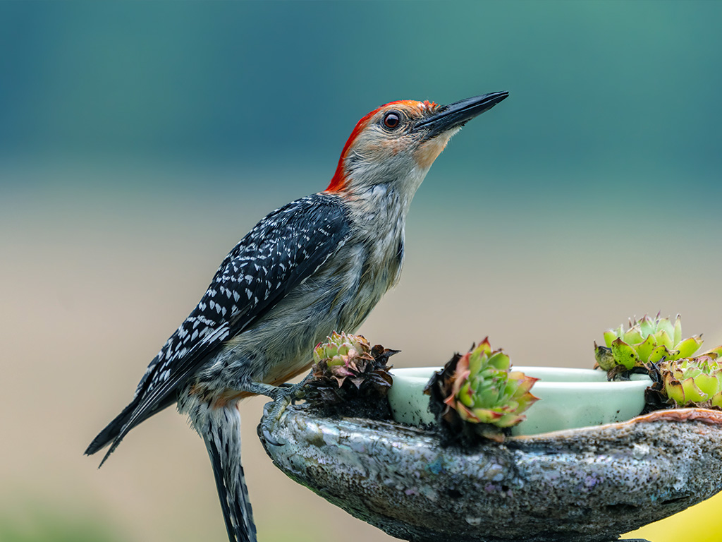 Red-Bellied Woodpecker