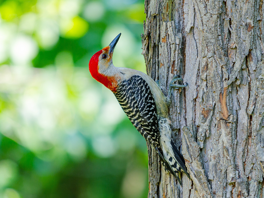 Red-Bellied Woodpecker