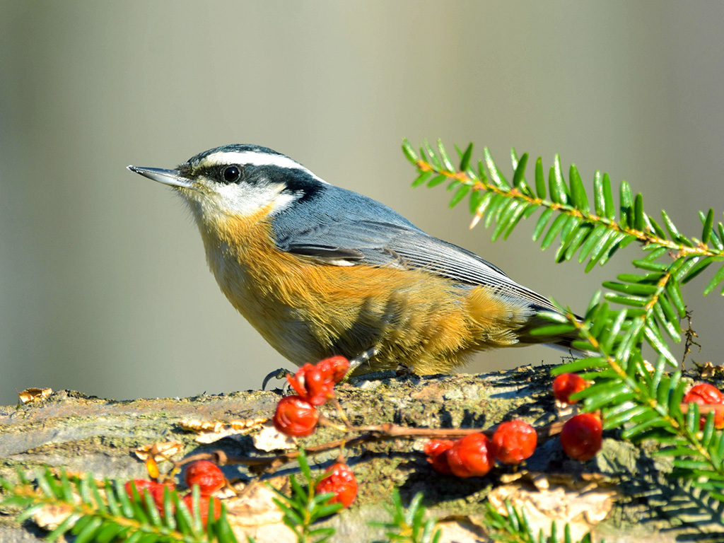 Red-Breasted Nuthatch