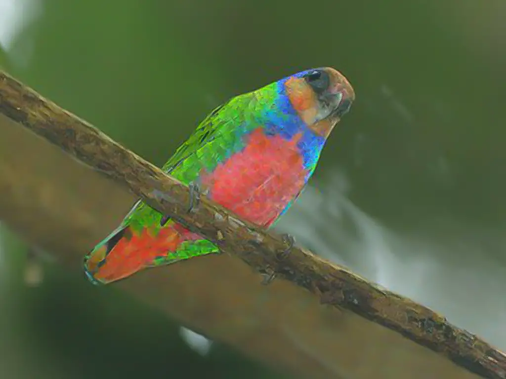Red-Breasted Pygmy Parrot