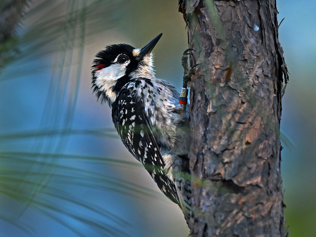 Red-Cockaded Woodpecker