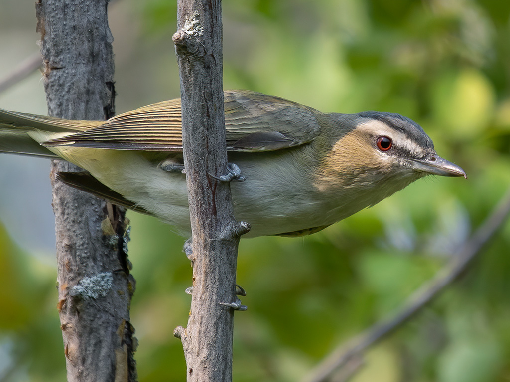 Red-Eyed Vireo