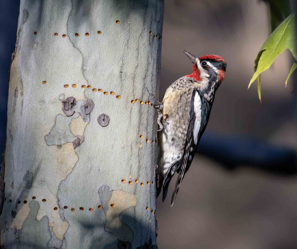 Red-Naped Sapsucker