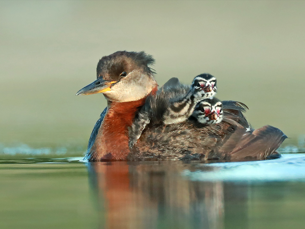 Red-Necked Grebe